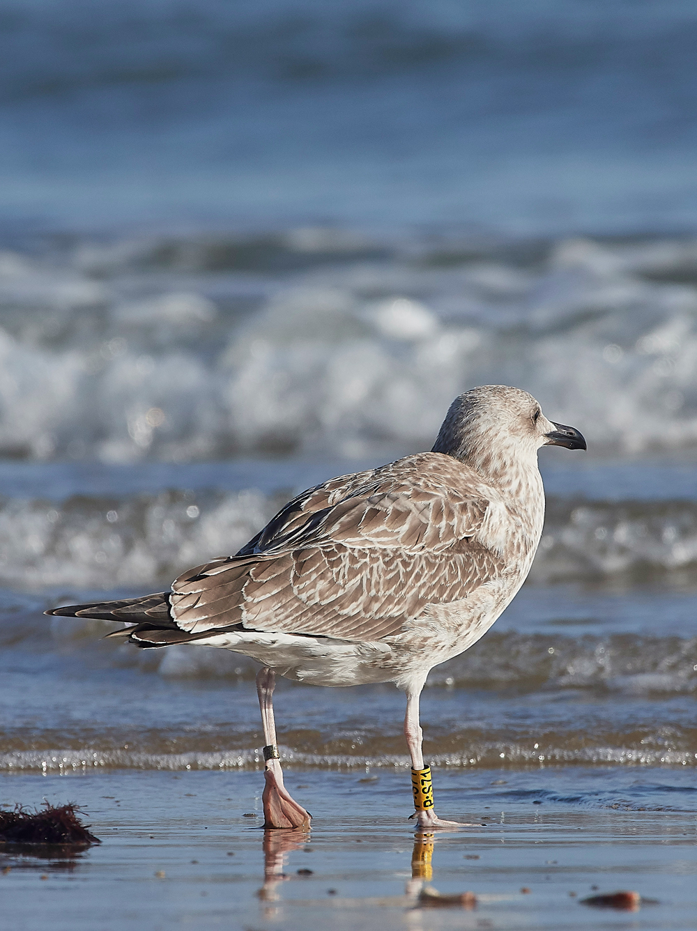 CromerCaspianGull170818-4