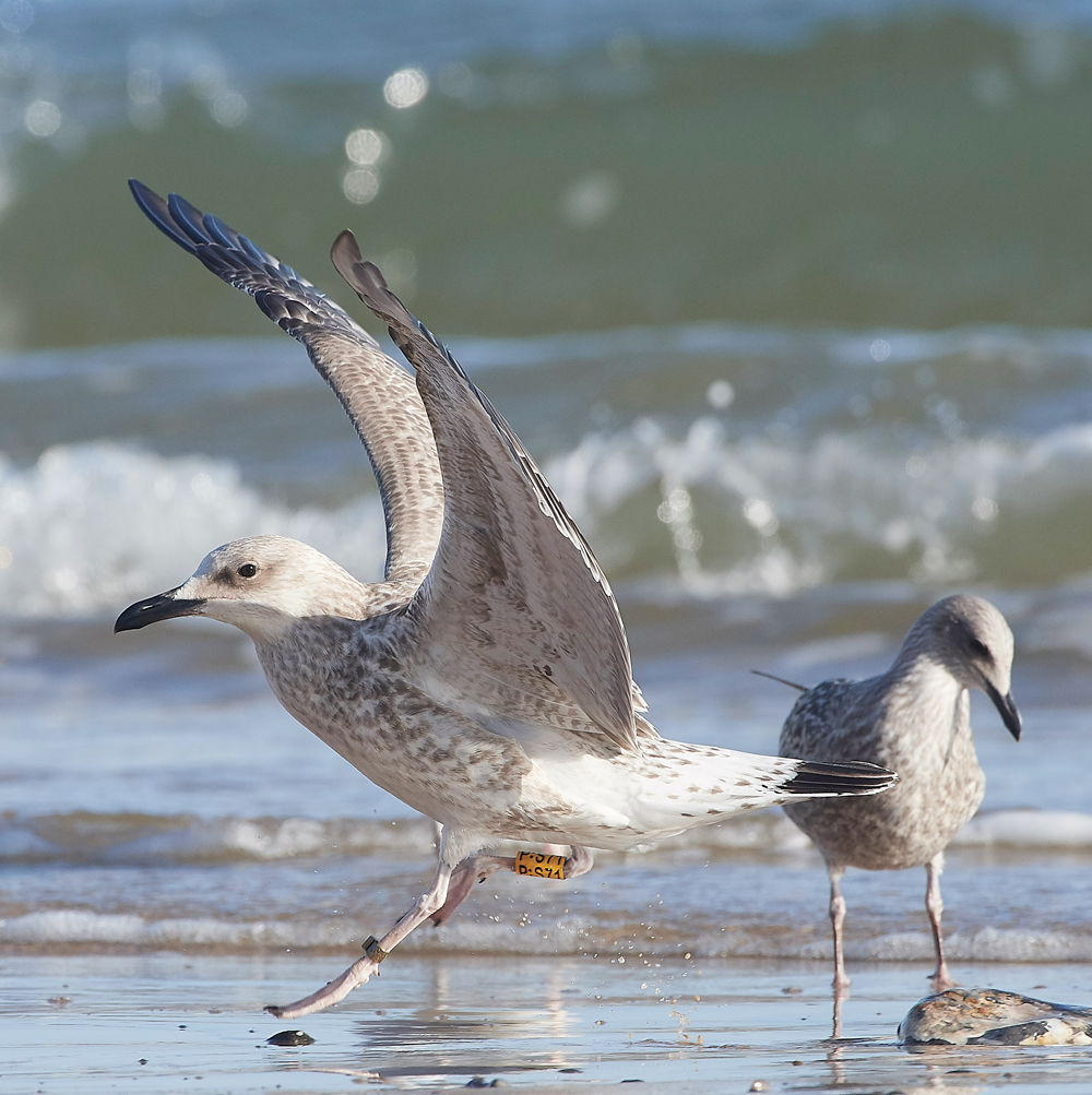 CromerCaspianGull170818-5
