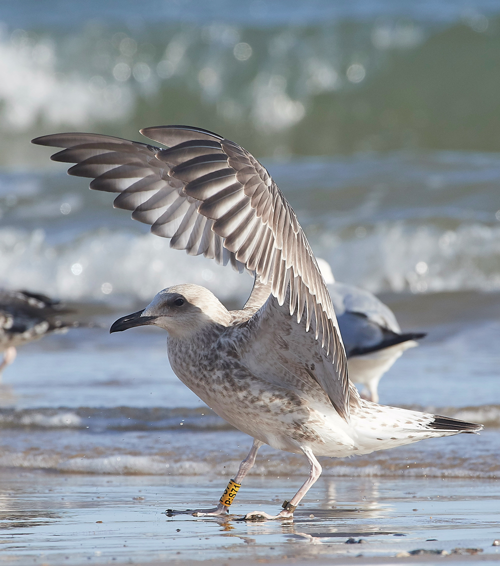CromerCaspianGull170818-6