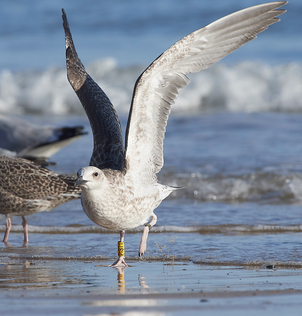 CromerCaspianGull170818-7