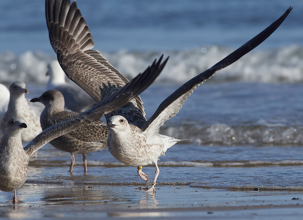 CromerCaspianGull170818-8