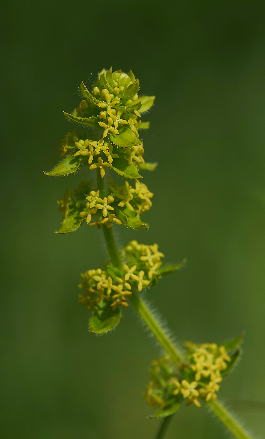 Crosswort190518-1