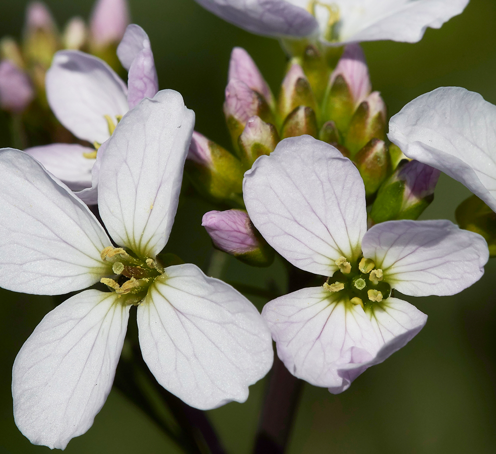 CuckooFlower050518-1