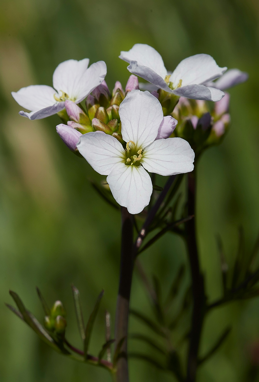 CuckooFlower050518-2