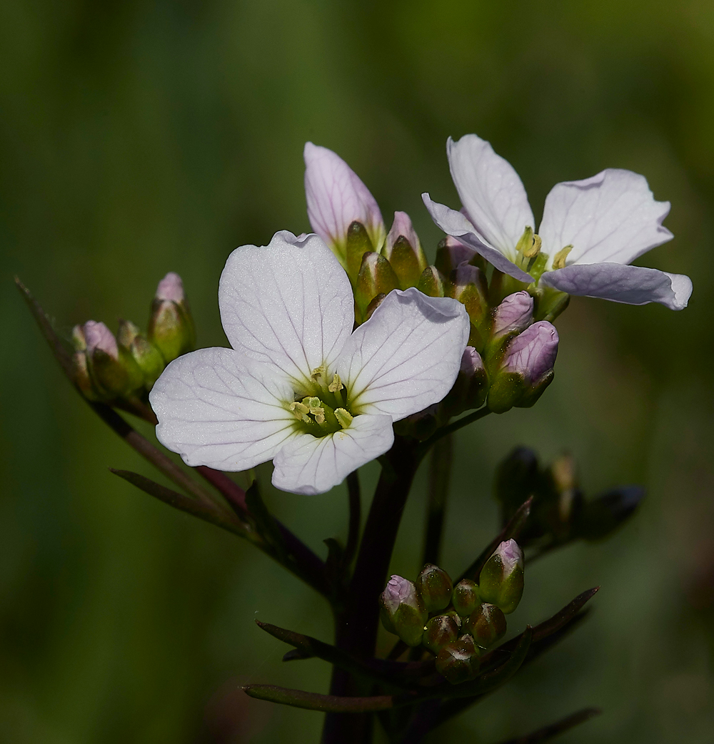 CuckooFlower050518-3