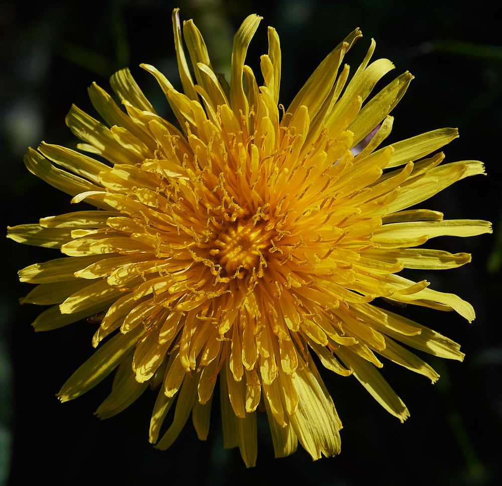 Dandelion010518-1