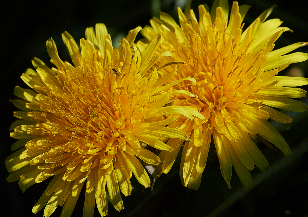 Dandelion010518-2