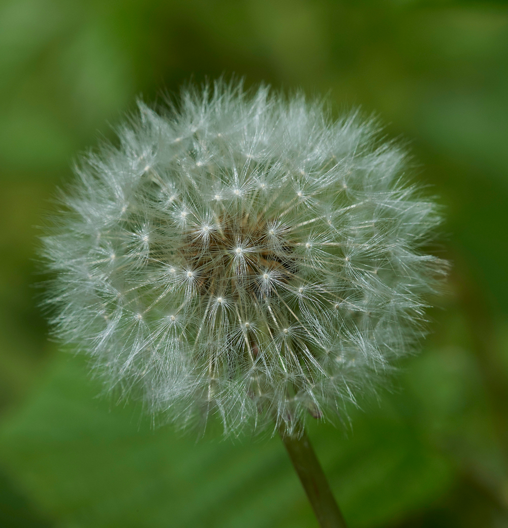 Dandelion180518-1