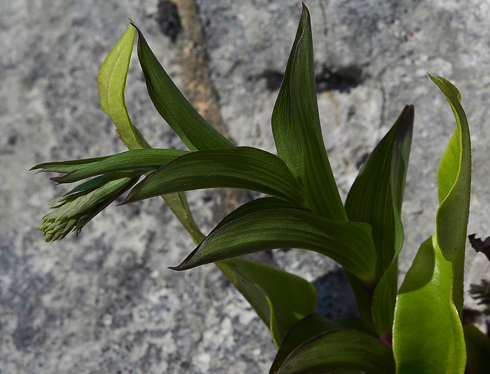 DarkRedHelleborineGaitBarrows280518-1
