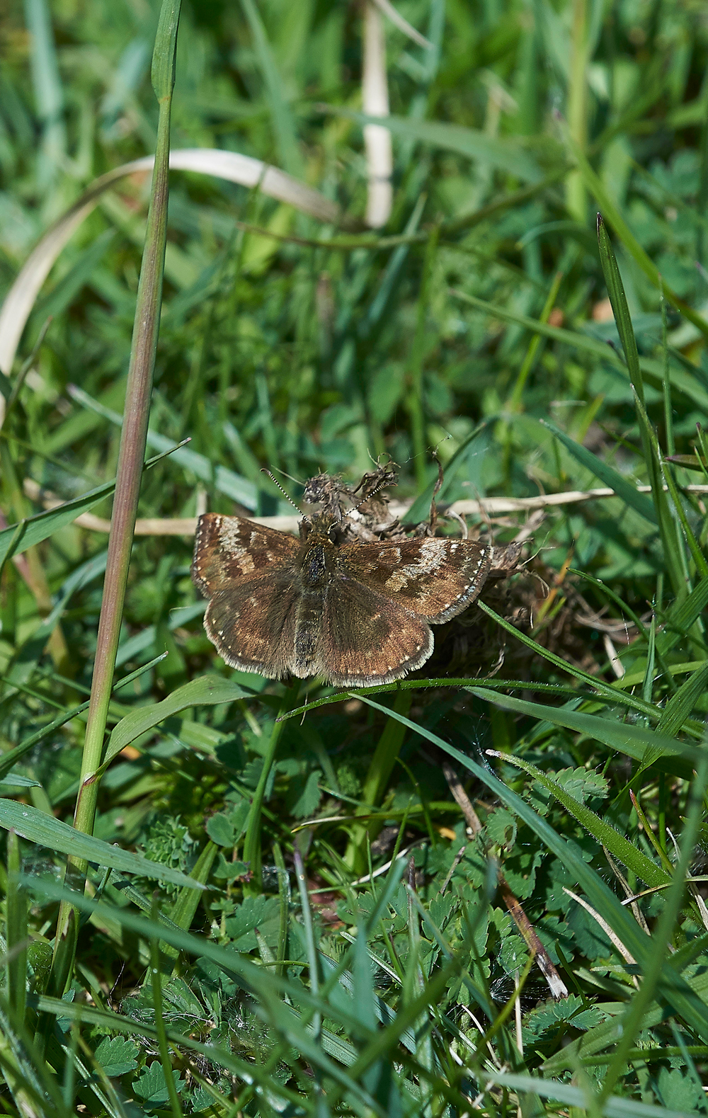 DingySkipper170518-1