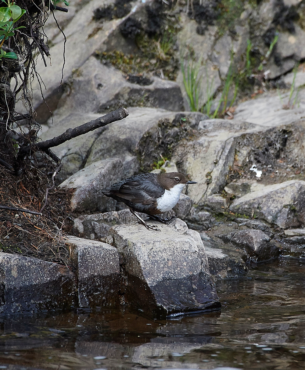 DipperLowerforce010618-2