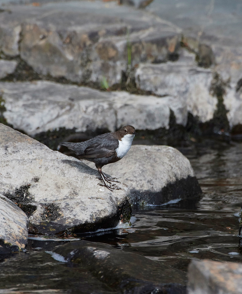 DipperLowerforce010618-4