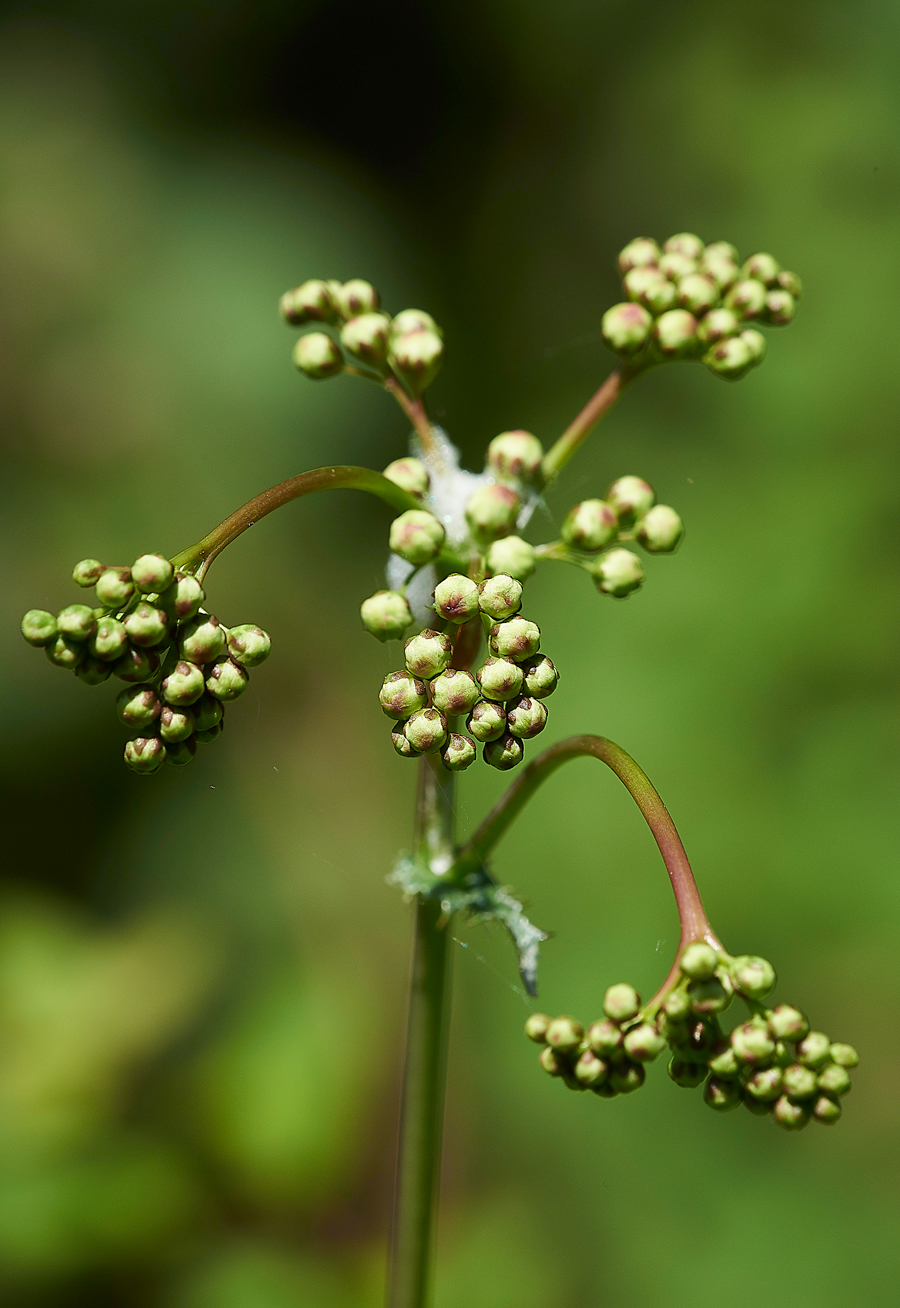 DropwortGaitBarrows280518-1