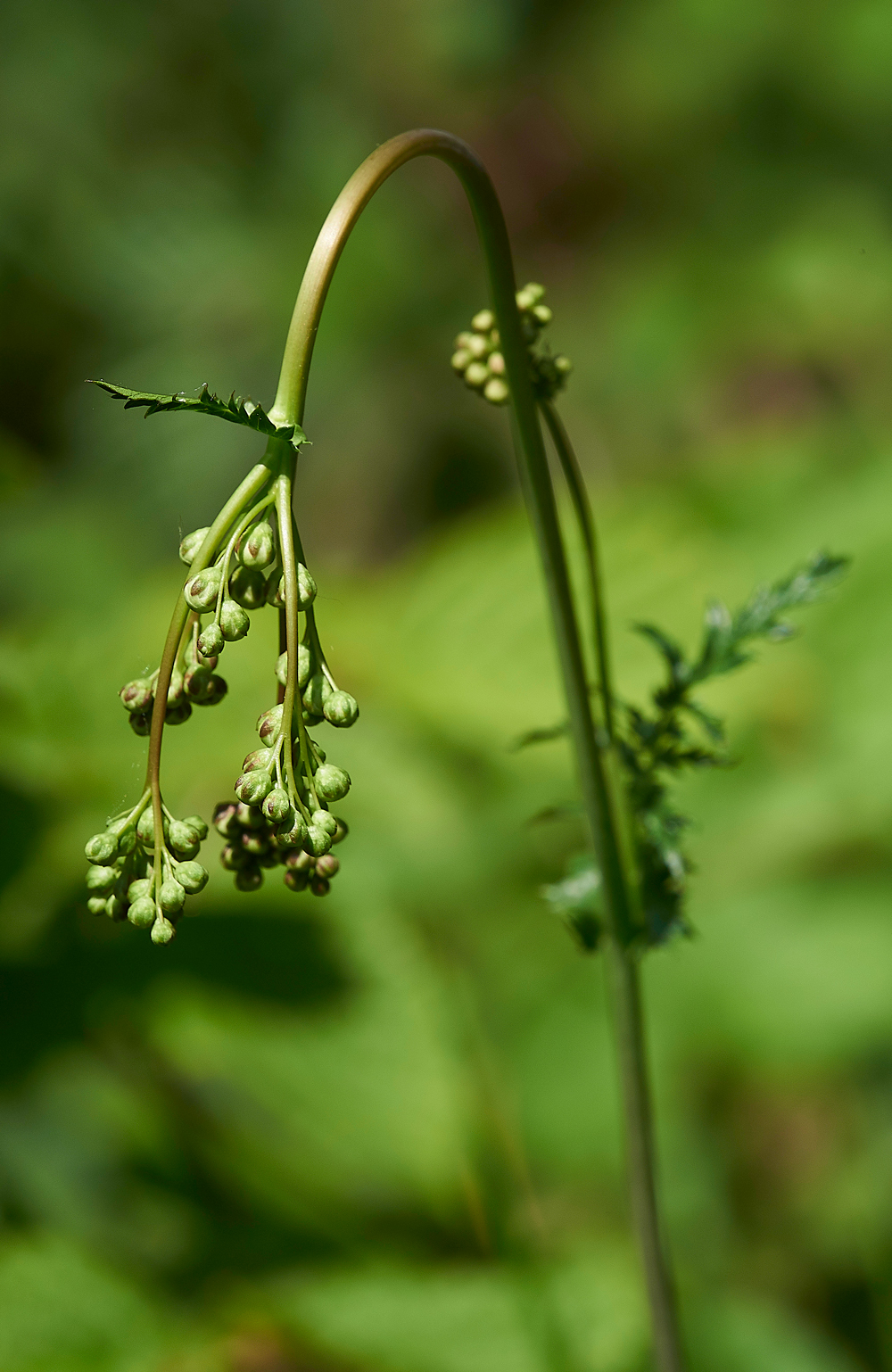 DropwortGaitBarrows280518-2