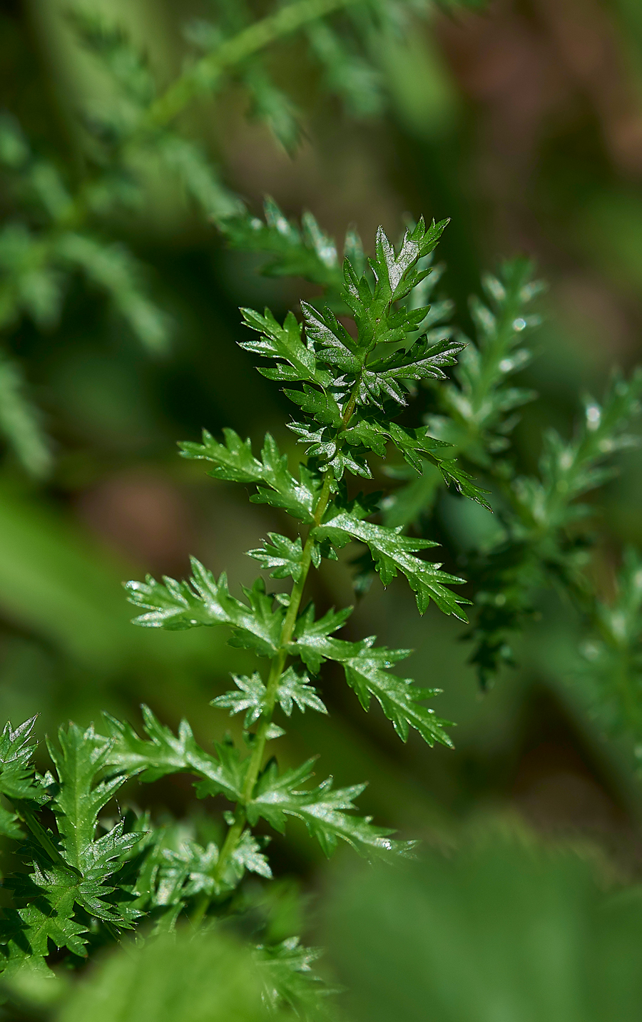 DropwortGaitBarrows280518-3