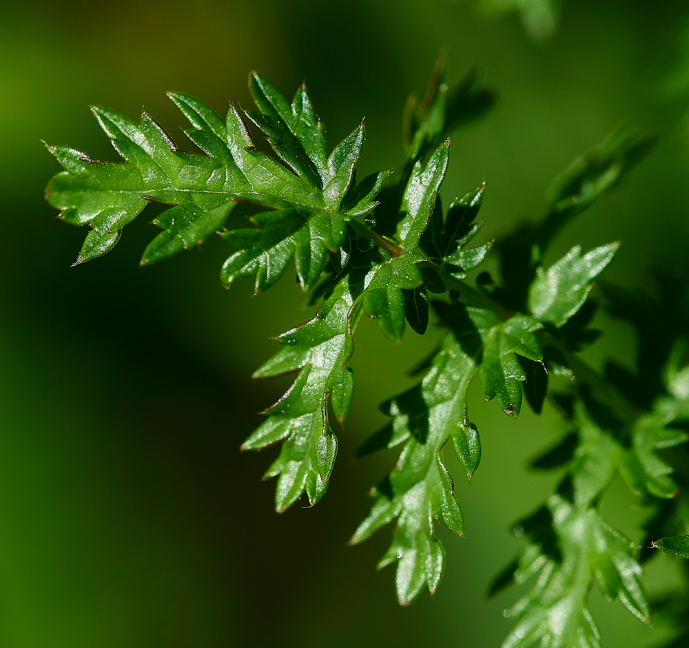 DropwortGaitBarrows280518-4