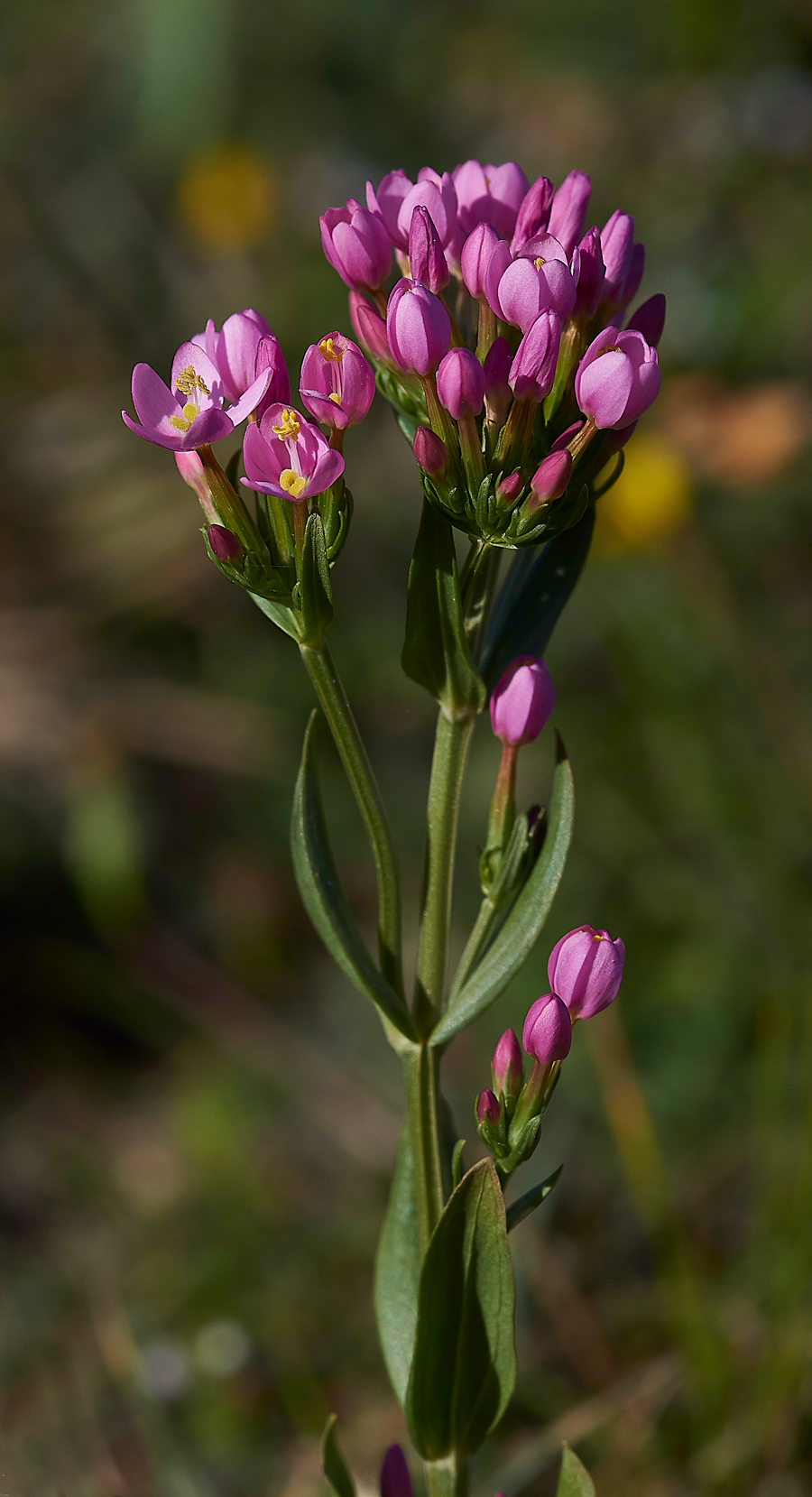 DurlstonCentaury220618-1