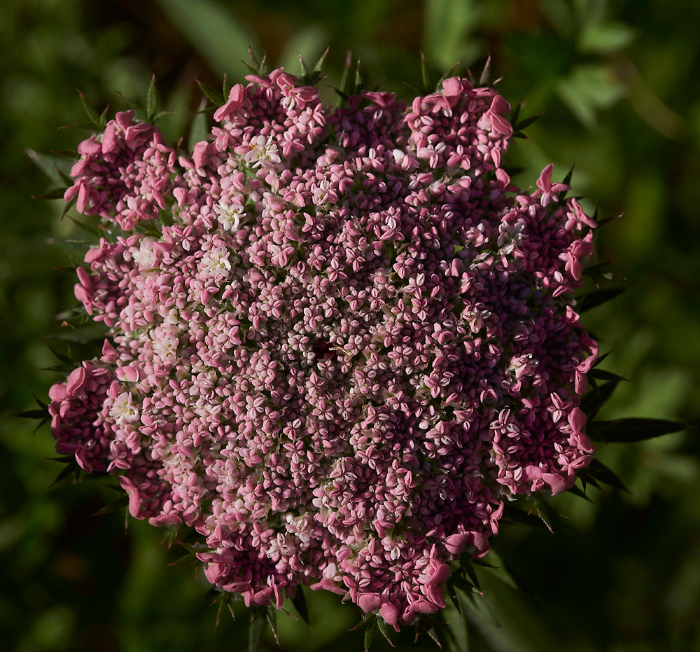 DurlstonWIldCarrot220618-1