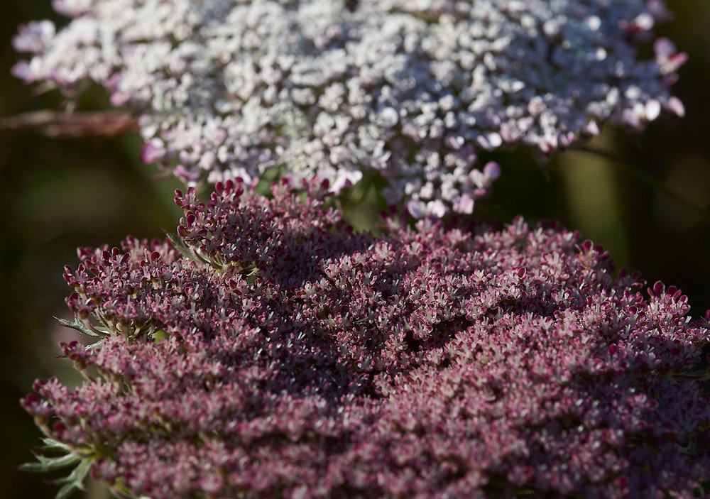 DurlstonWIldCarrot220618-2