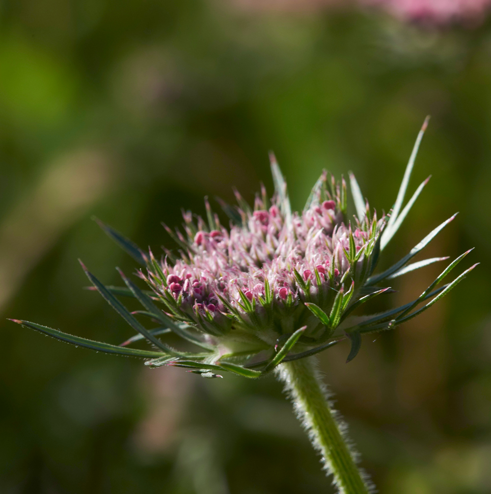 DurlstonWIldCarrot220618-3