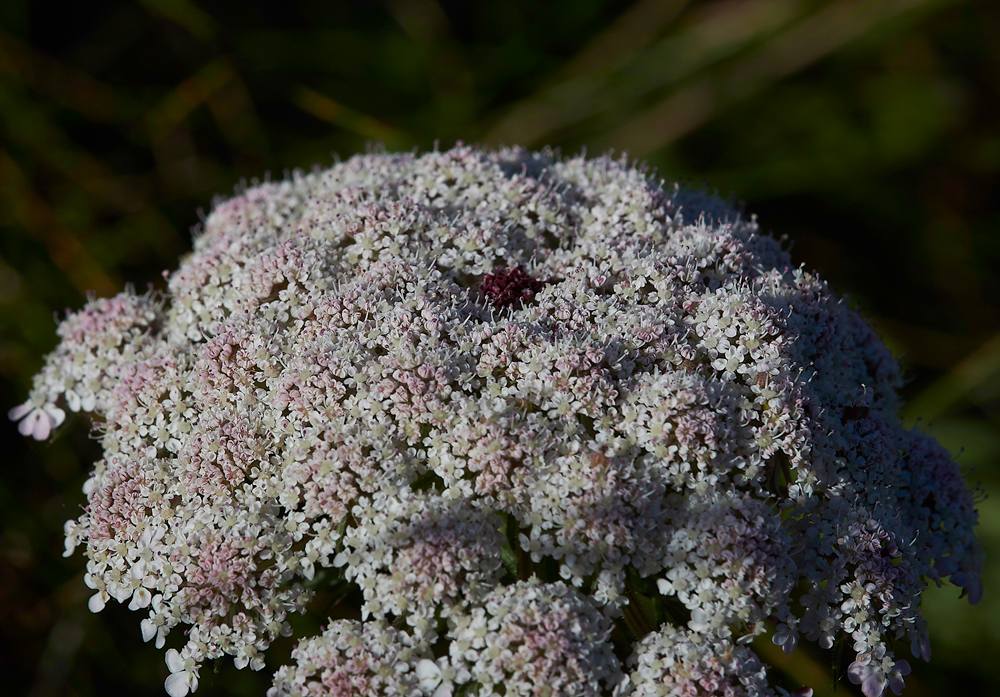 DurlstonWIldCarrot220618-4
