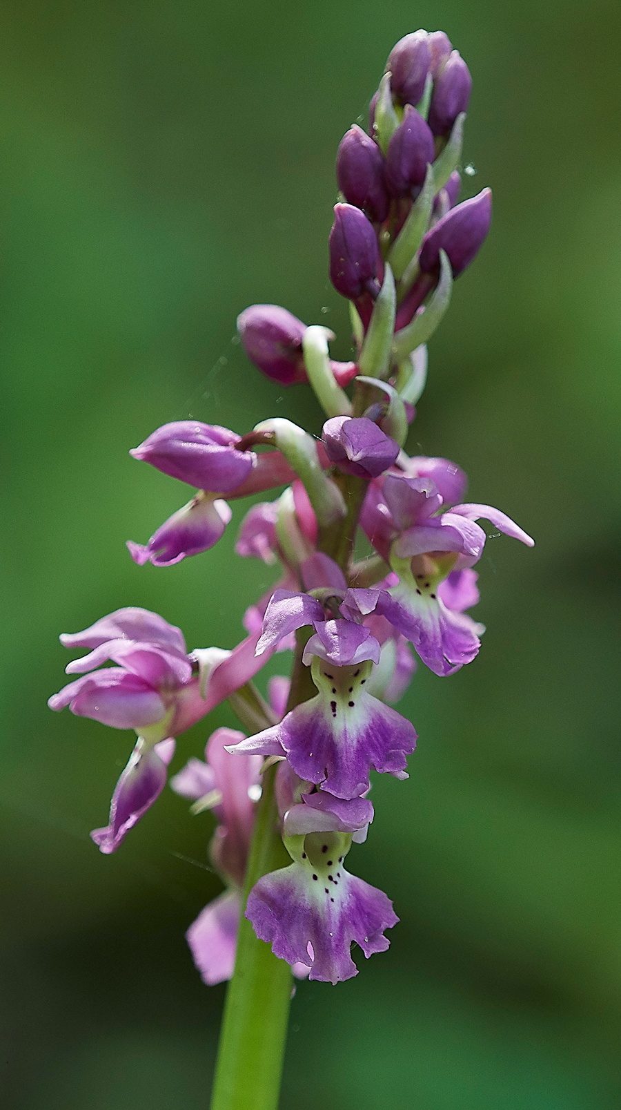 EarlyPurpleOrchid050518-1