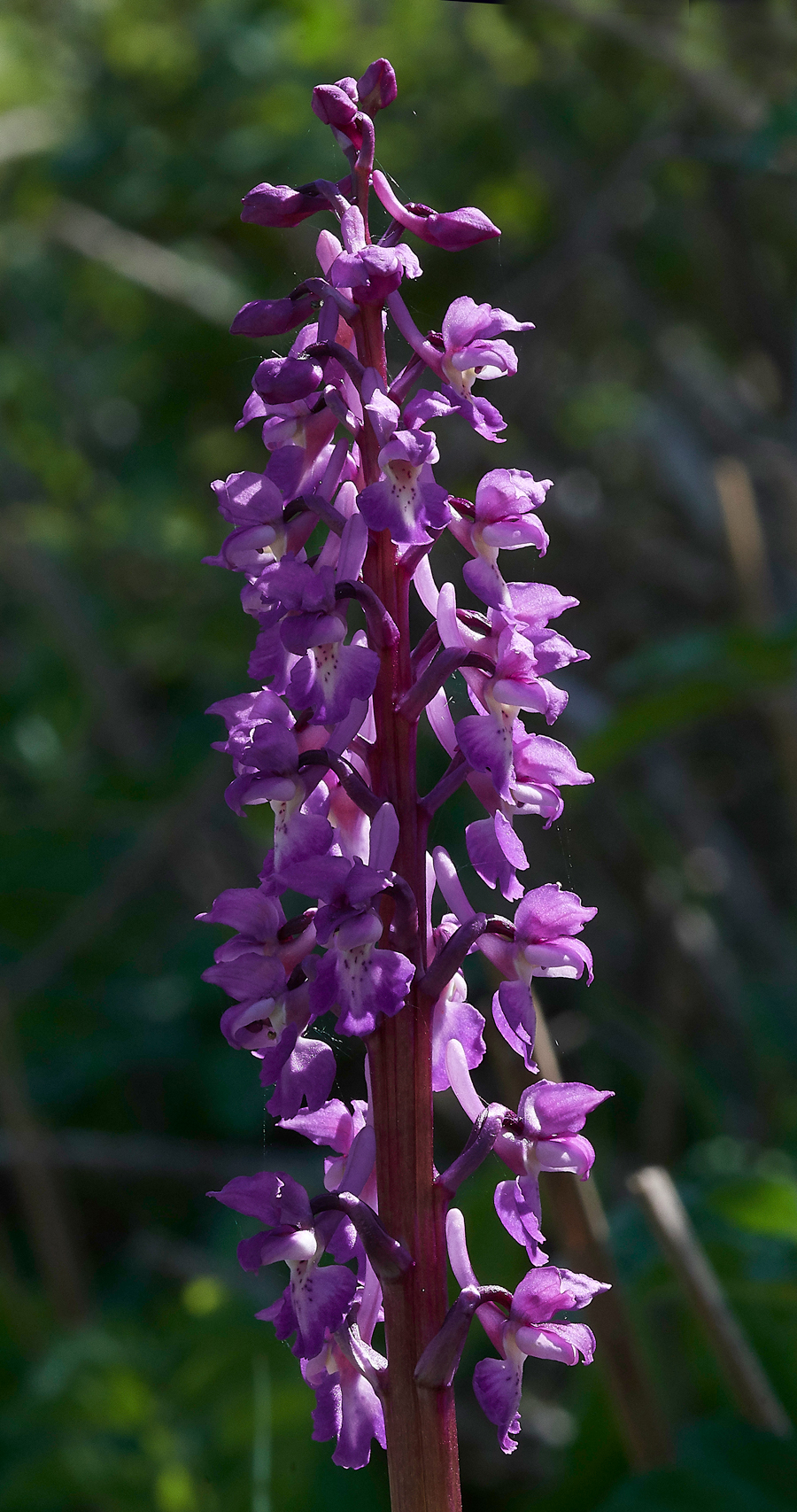 EarlyPurpleOrchid080518-1