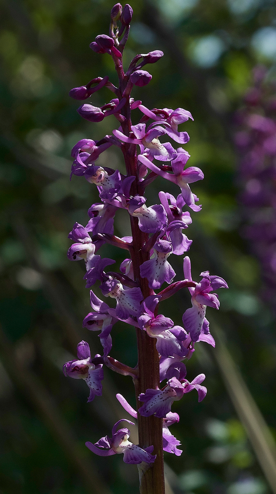 EarlyPurpleOrchid080518-2