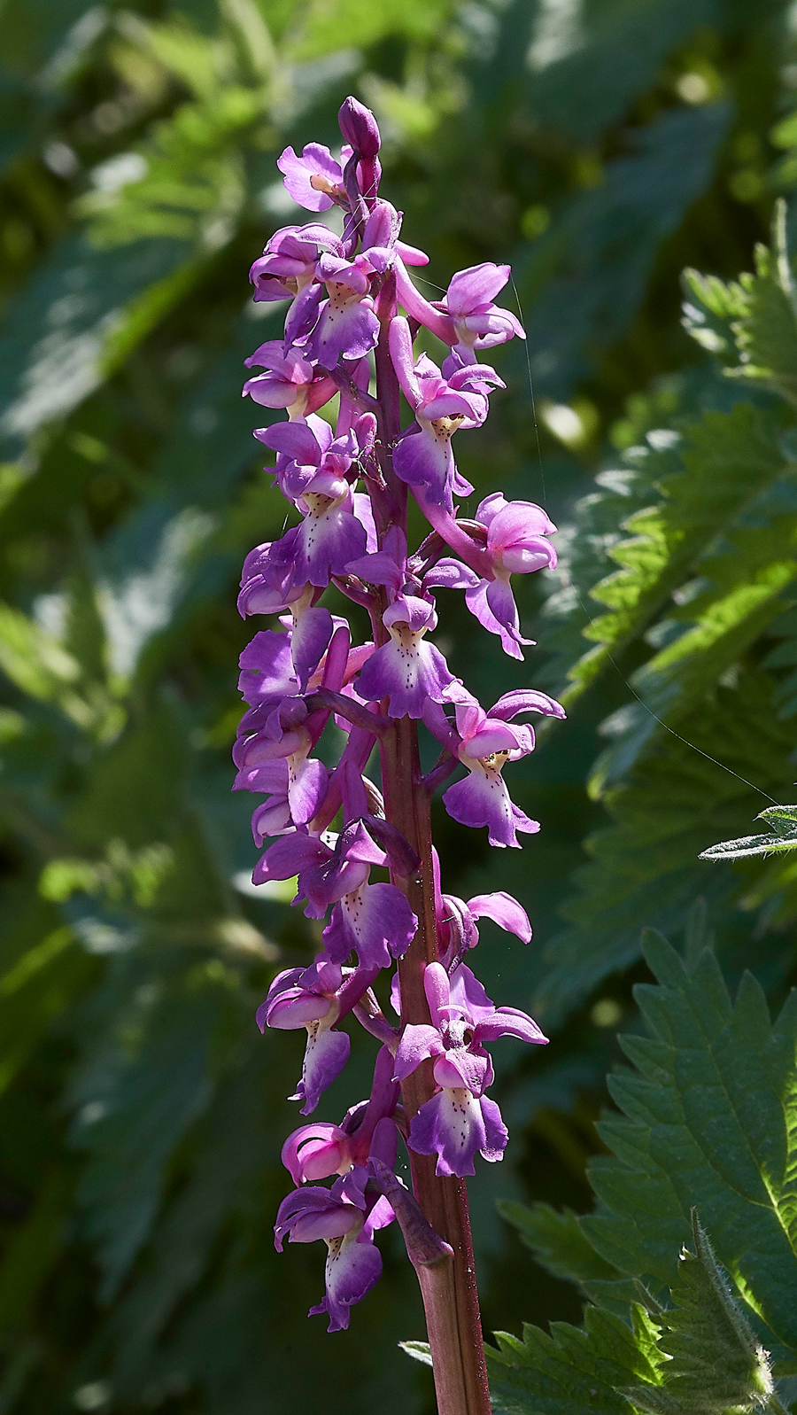 EarlyPurpleOrchid080518-3
