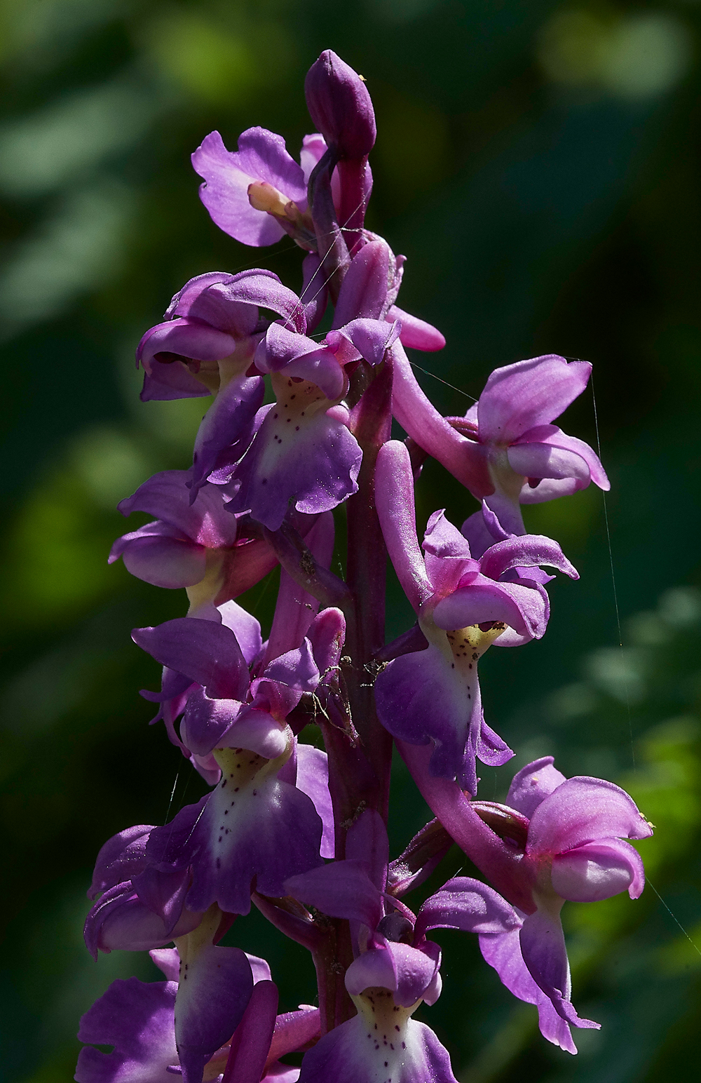 EarlyPurpleOrchid080518-5