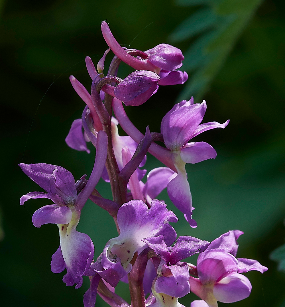 EarlyPurpleOrchid080518-7