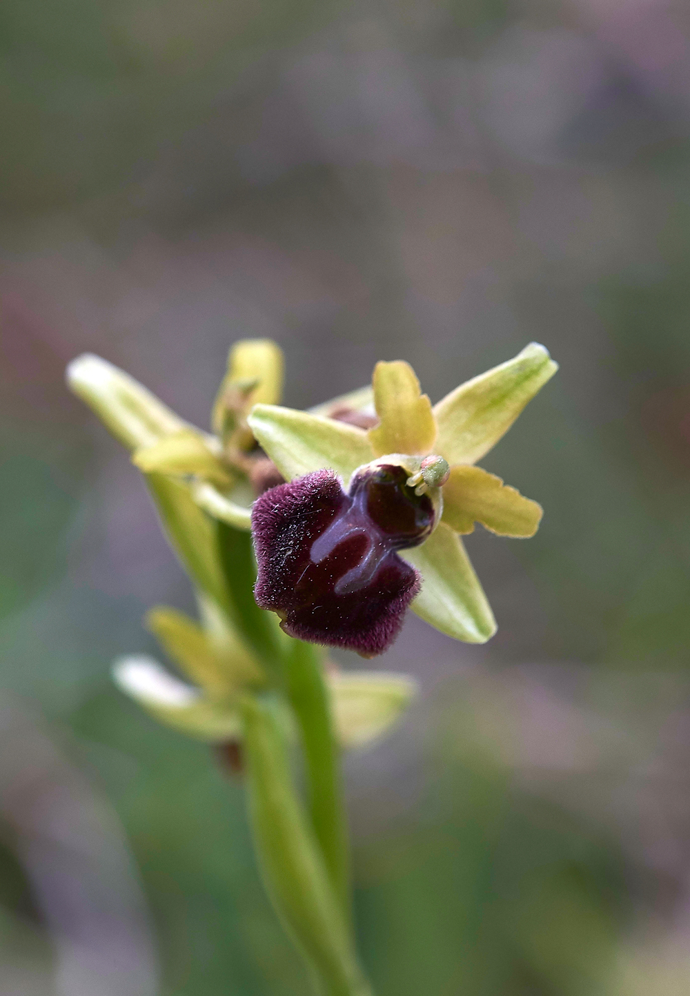 EarlySpiderOrchid200518-1