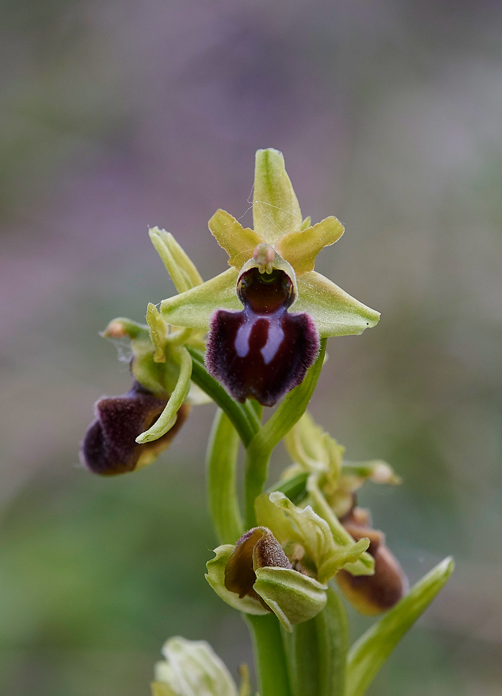 EarlySpiderOrchid200518-2