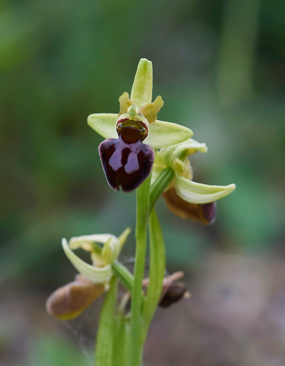 EarlySpiderOrchid200518-3