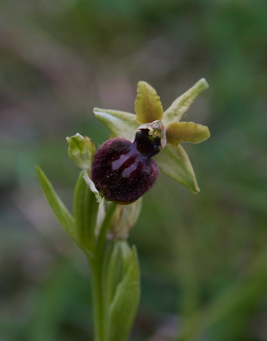 EarlySpiderOrchid200518-4