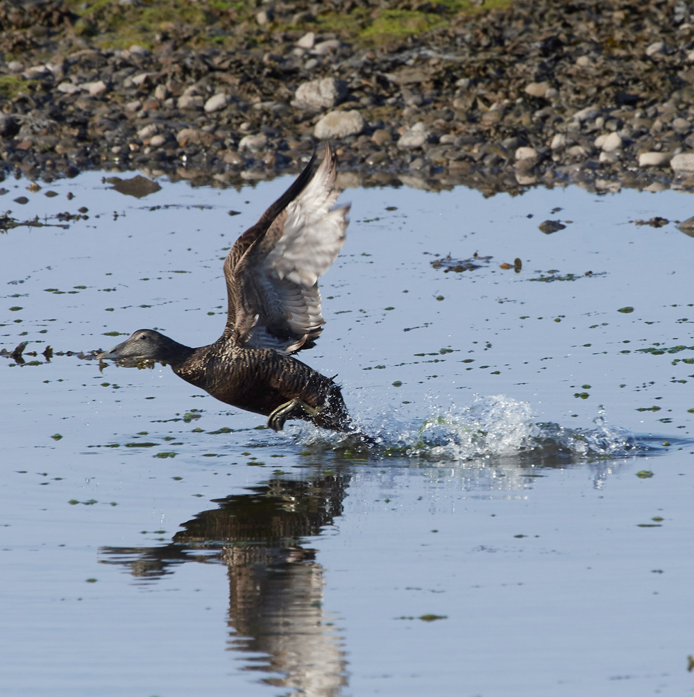 EiderFoulneyIsland300518-1