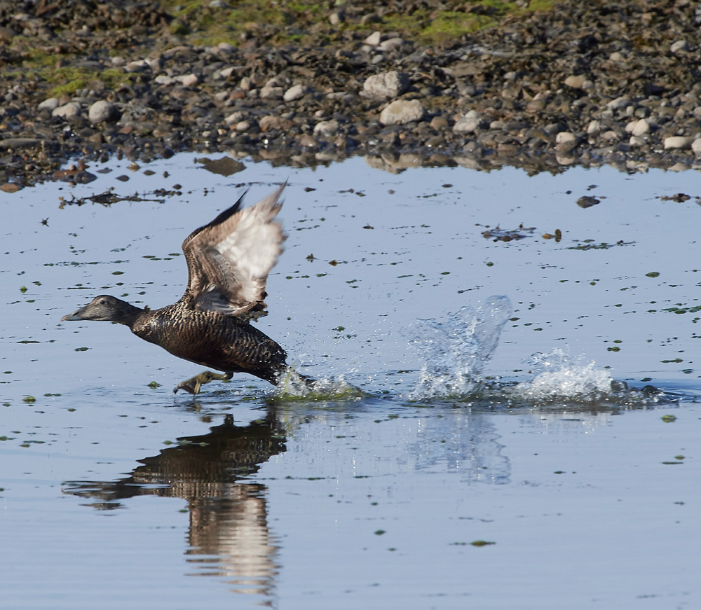 EiderFoulneyIsland300518-2