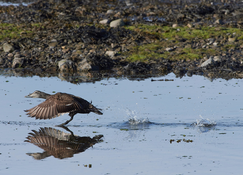 EiderFoulneyIsland300518-3
