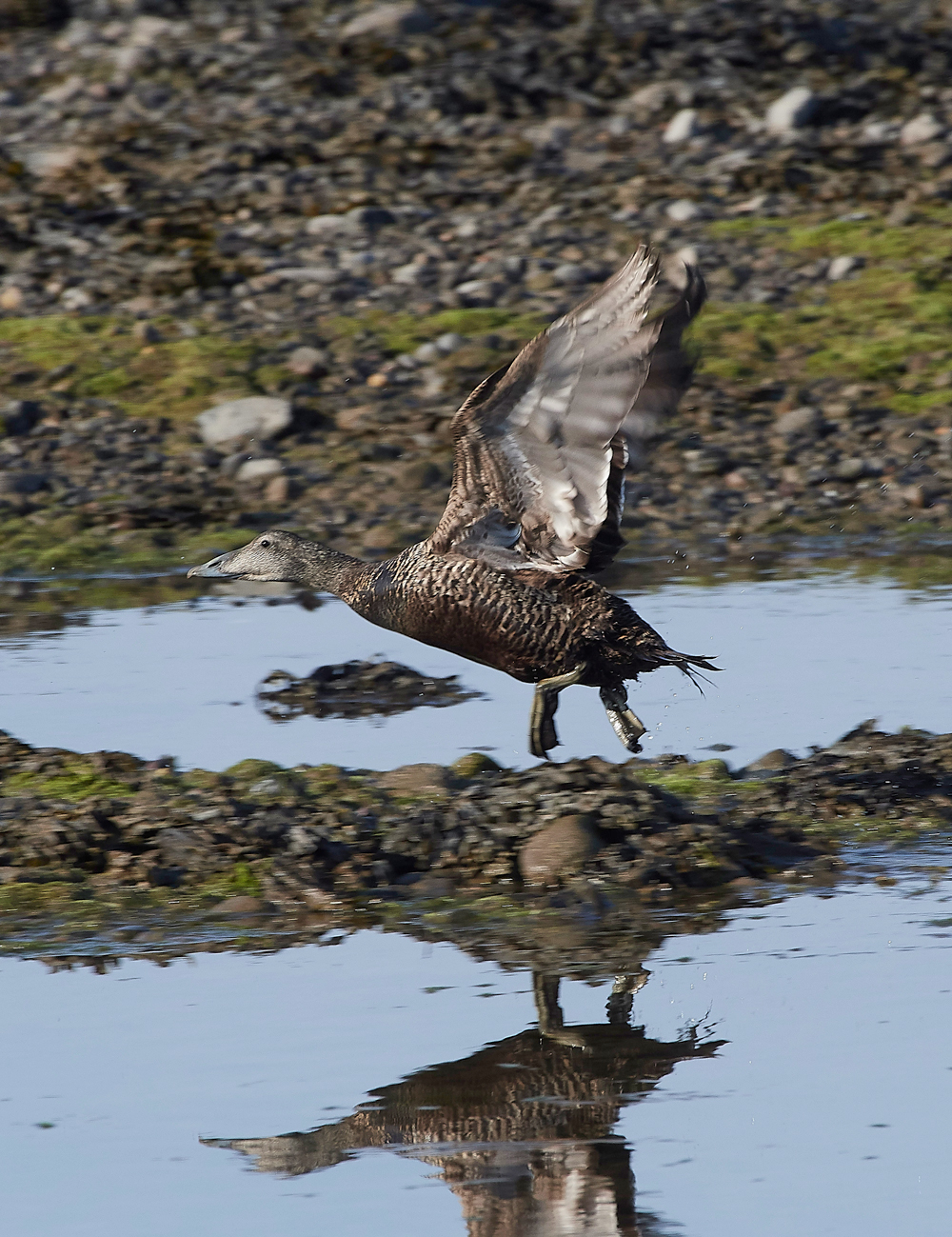 EiderFoulneyIsland300518-5