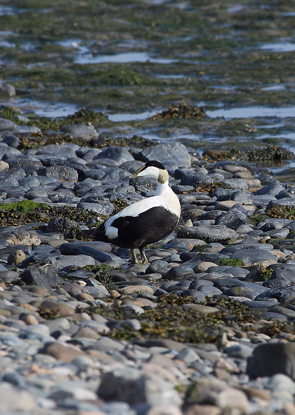 EiderFoulneyIsland300518-6