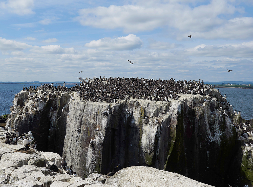 FarneIslands130618-10