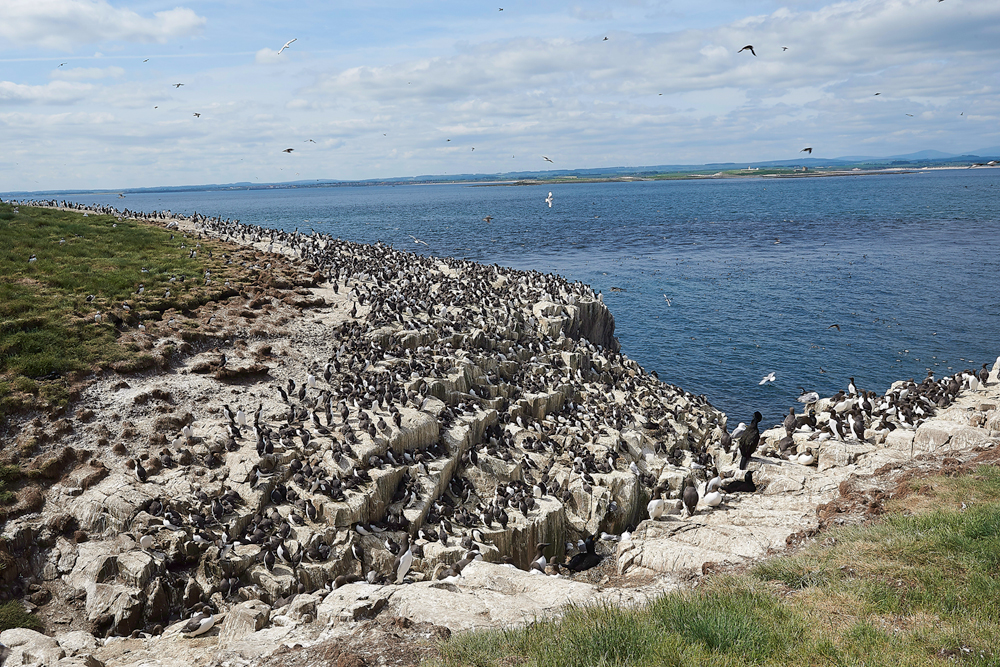 FarneIslands130618-11