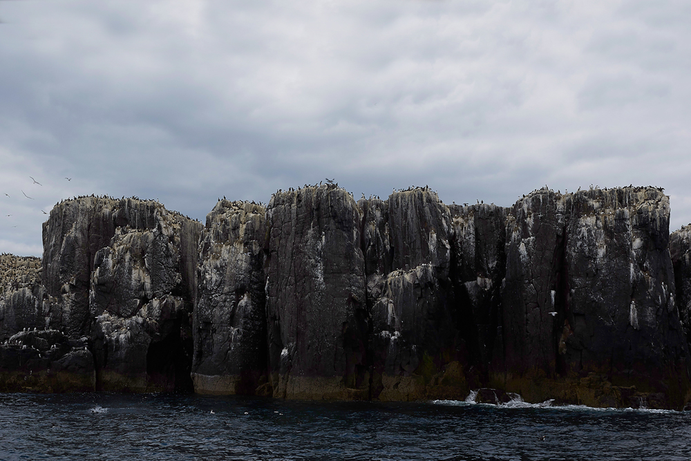 FarneIslands130618-12