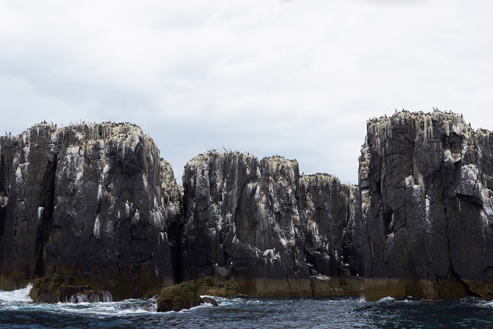 FarneIslands130618-13