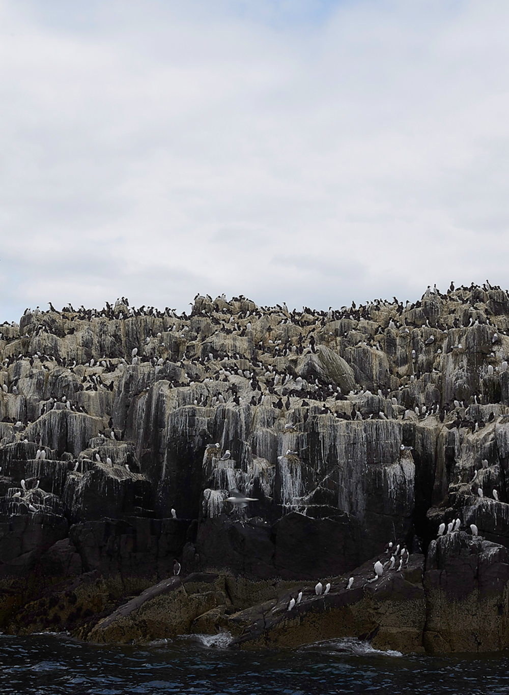 FarneIslands130618-14