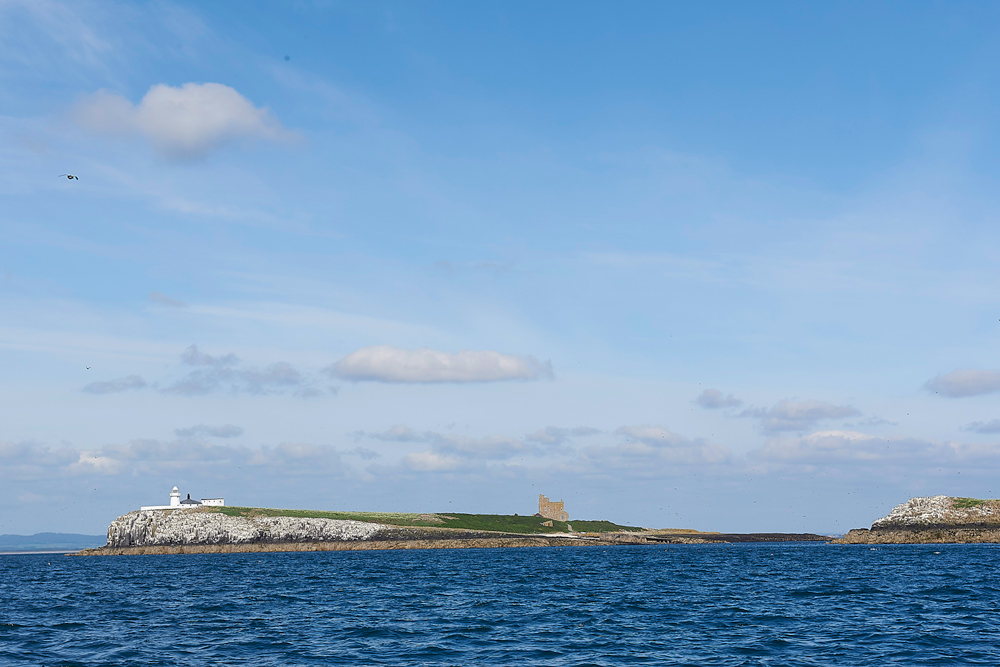 FarneIslands130618-4