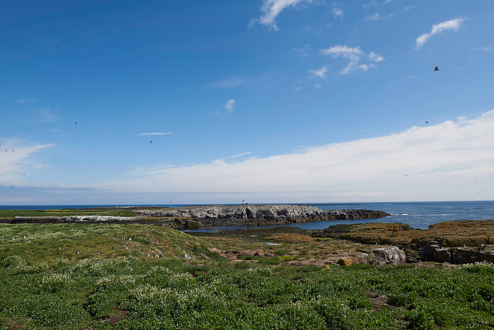 FarneIslands130618-7