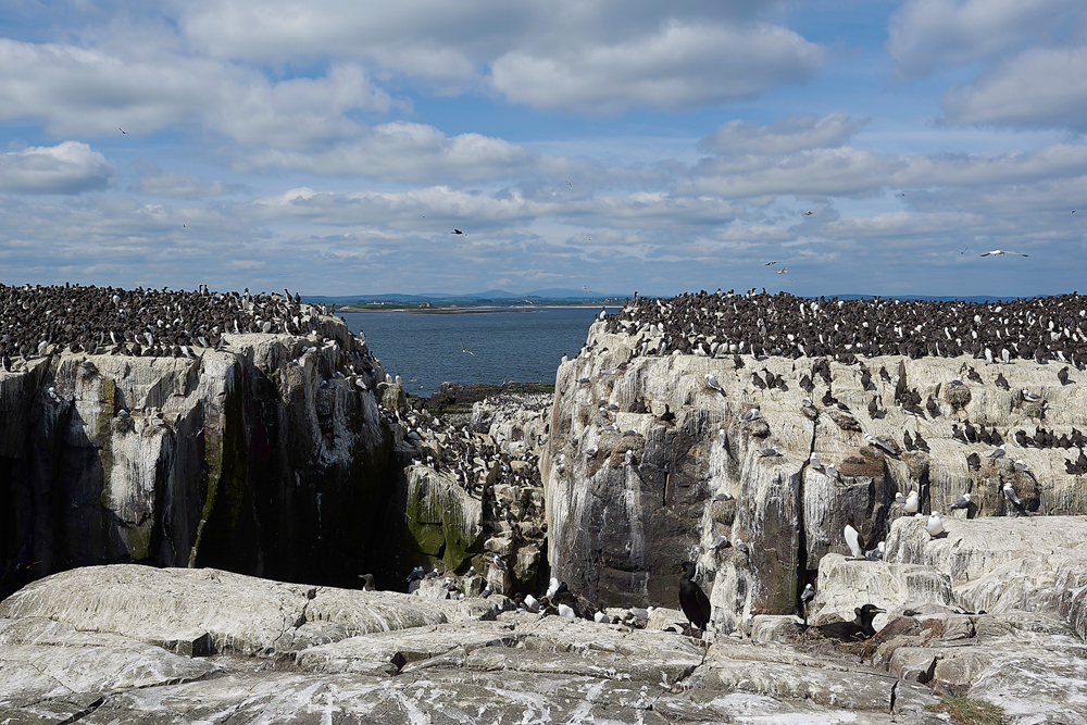 FarneIslands130618-8