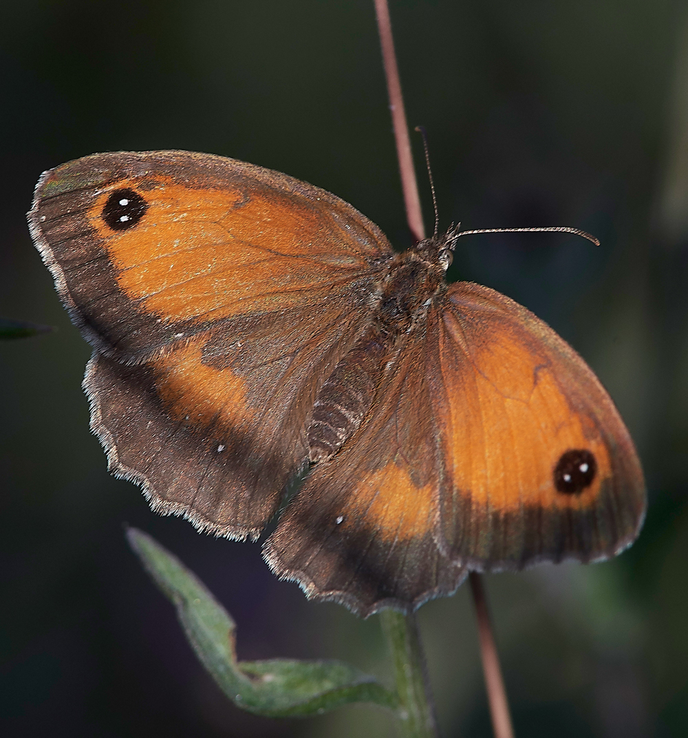 FelbriggGatekeeper220718-1