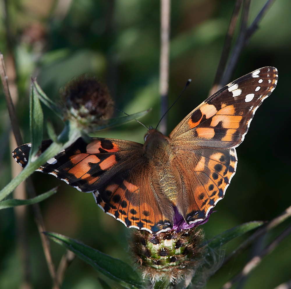 FelbriggPaintedLady220718-1